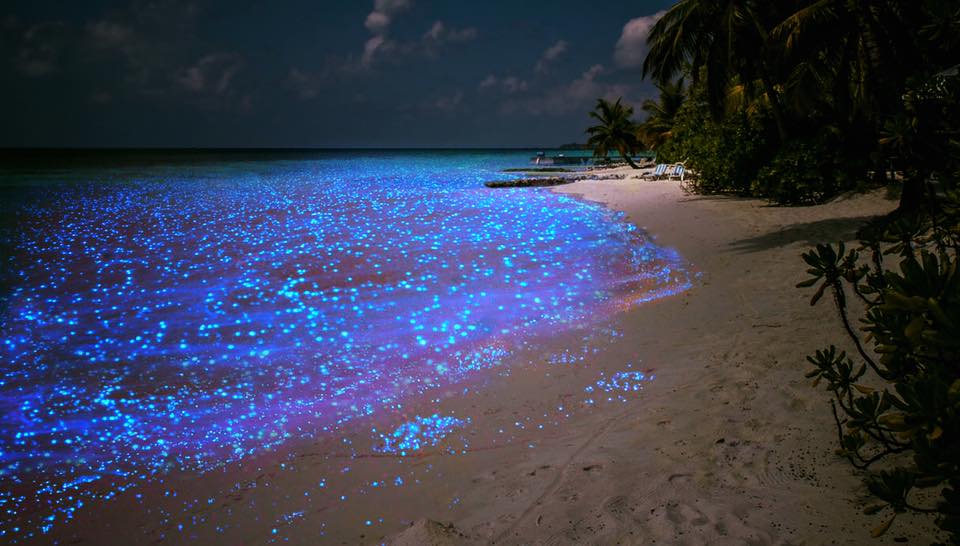 Bioluminescenza